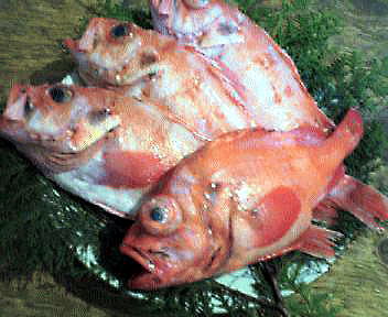 ほんめぬき/煮魚、西京漬け