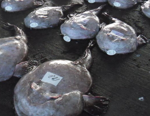 一匹分の切り身とキモ