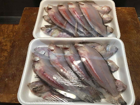 (子持ちやなぎカレイ)