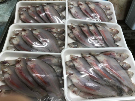 (子持ちやなぎカレイ)